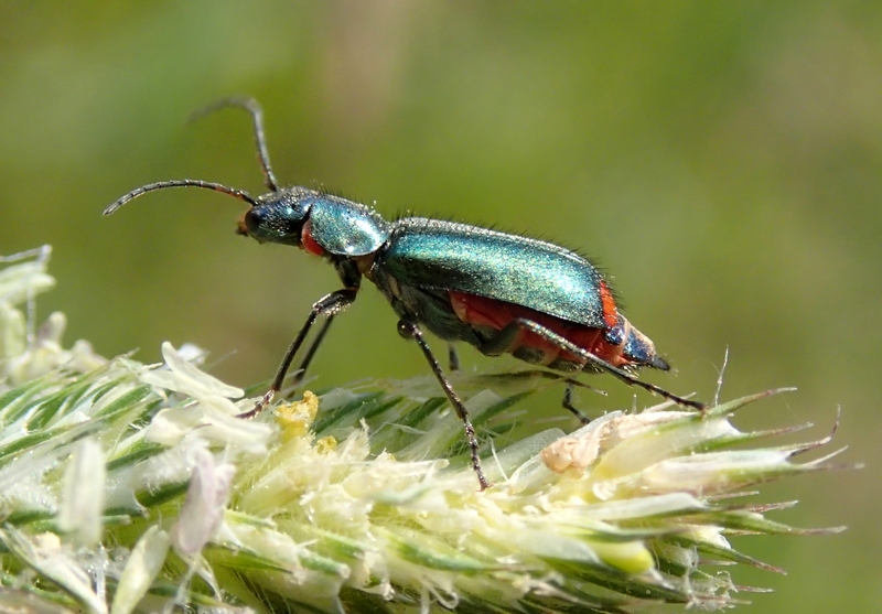 Malachiidae  da Id.: Malachius bipustulatus (cf.)
